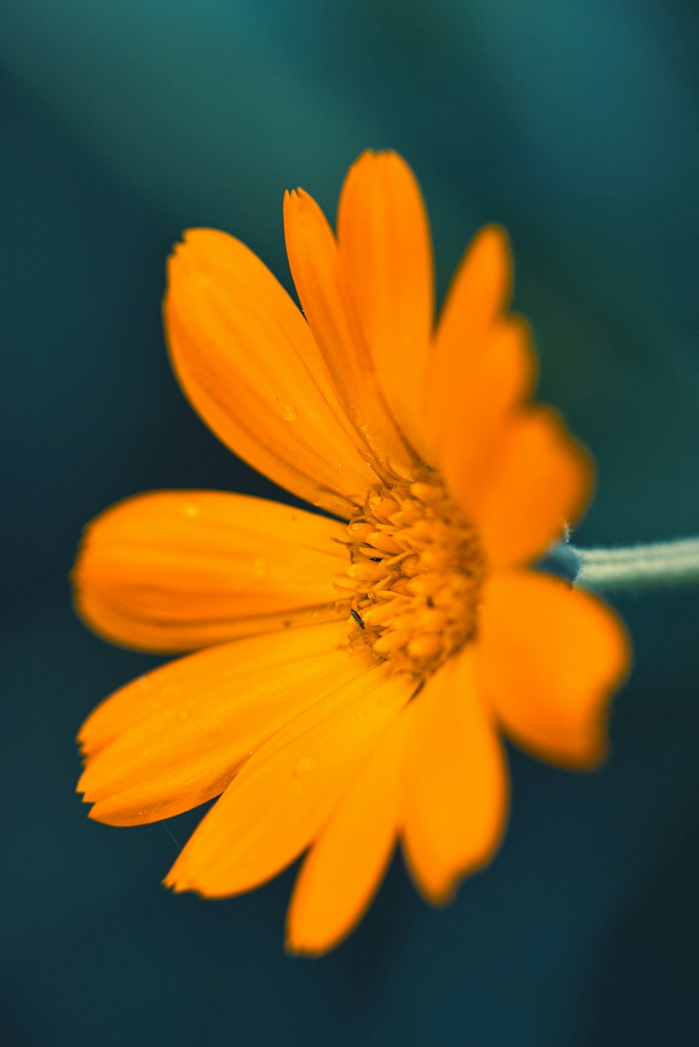 a close up of a yellow flower with water droplets on it