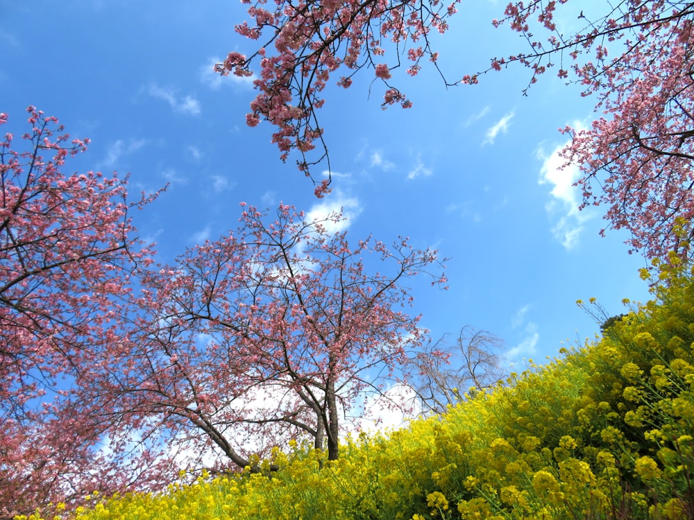 a field full of yellow and pink flowers under a blue sky