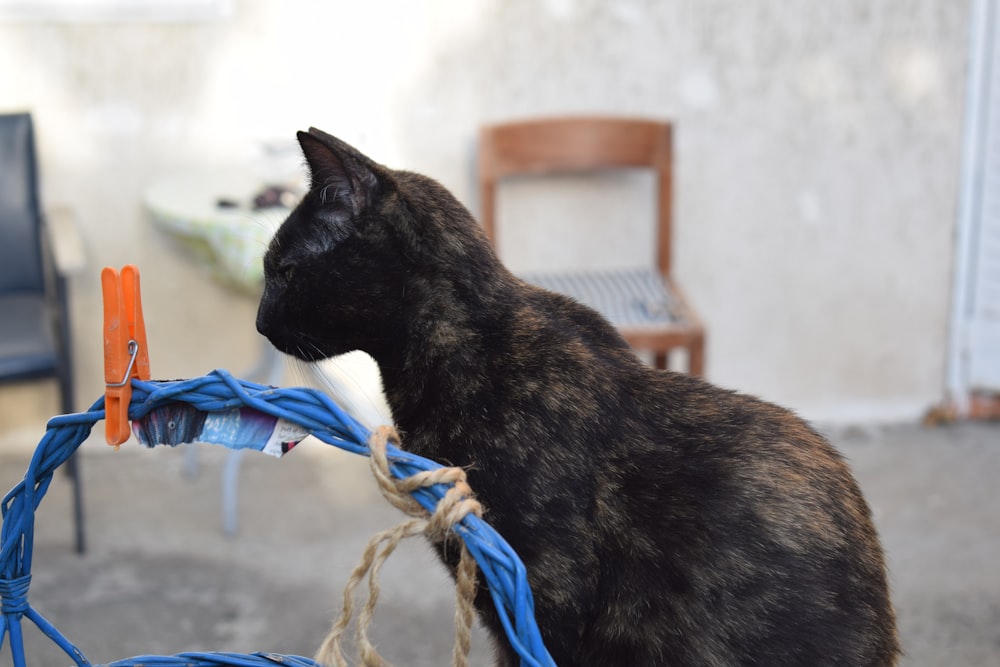 a black cat sitting on top of a blue rope