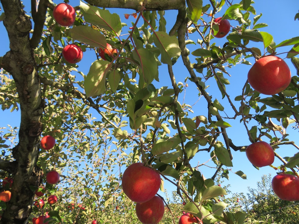 a tree filled with lots of red apples