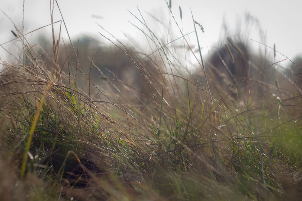 a blurry photo of grass in a field