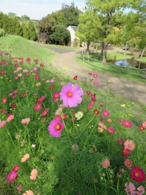 A beautiful, vibrant garden scene featuring a variety of colorful flowers, predominantly pink and red. The flowers are set against a lush green backdrop, and a winding pathway leads towards a quaint white building surrounded by trees. Sunlight filters through the leaves, creating a peaceful and serene atmosphere.
