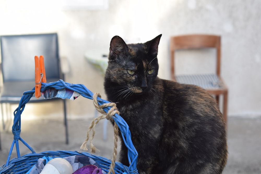 a cat sitting next to a basket of clothes