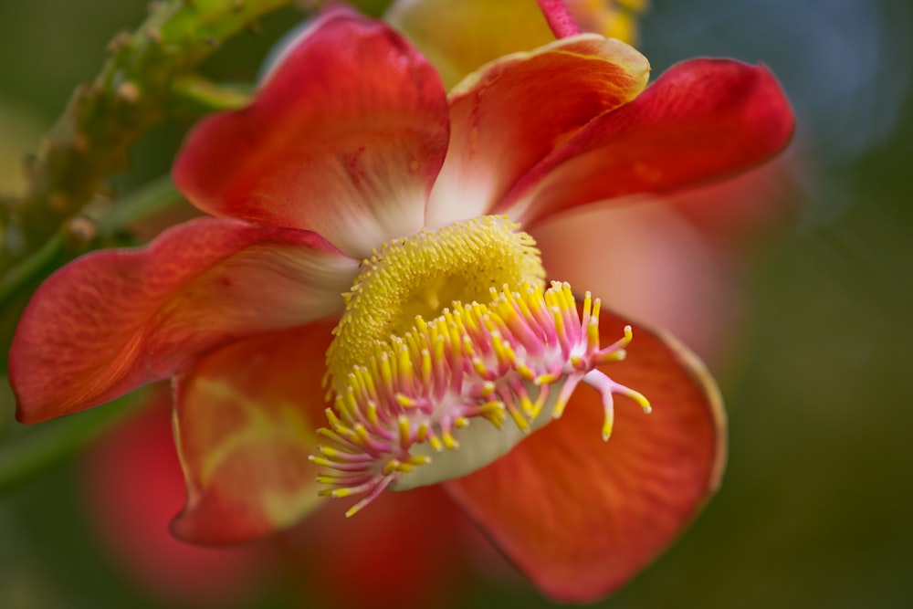 a close up of a flower with a blurry background