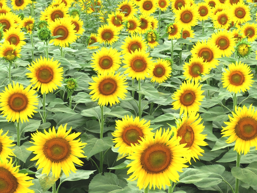 a large field of yellow sunflowers with green leaves