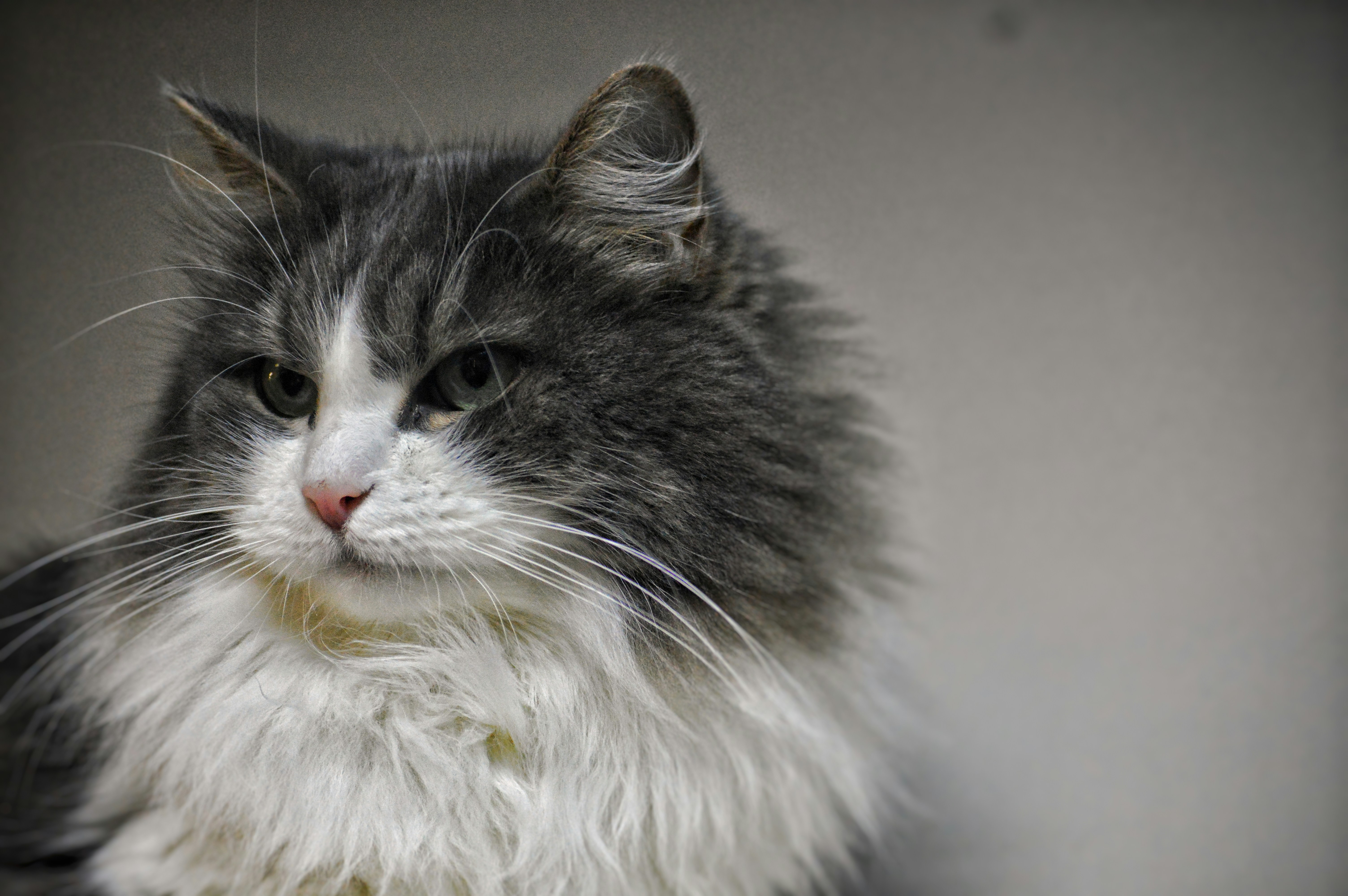 A gray and white cat sitting on top of a table photo – Free Cat Image ...