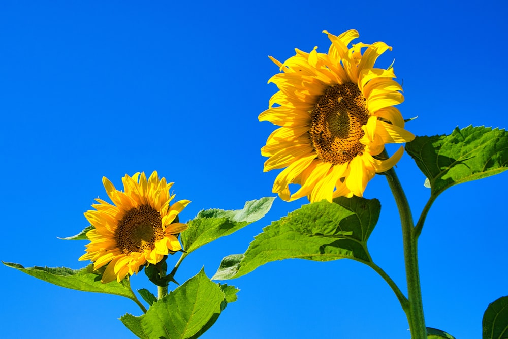 due girasoli gialli con foglie verdi contro un cielo blu