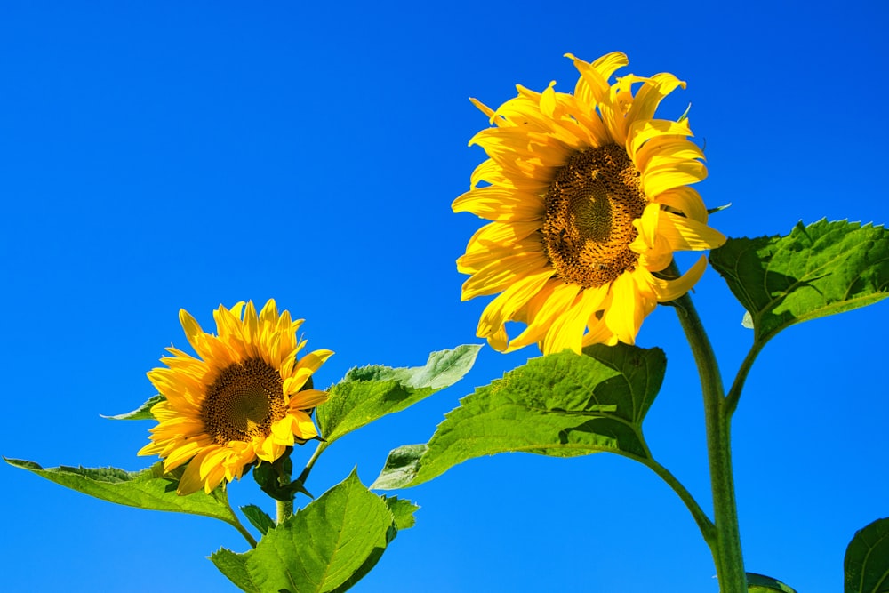 two yellow sunflowers with green leaves against a blue sky
