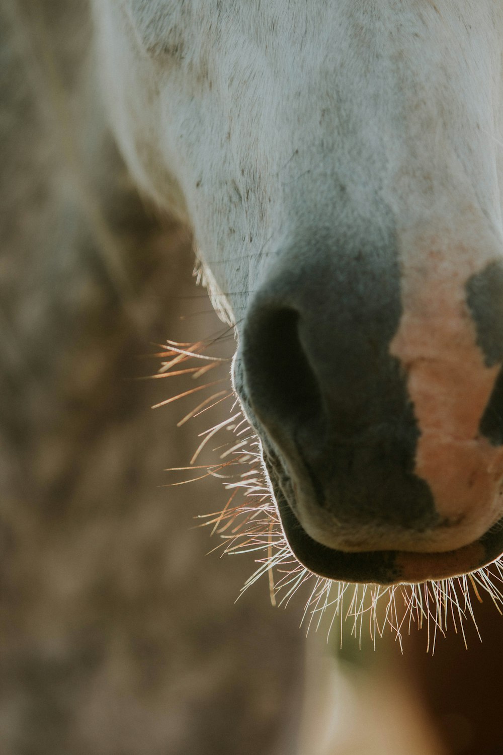 a close up of a horse's face with a blurry background