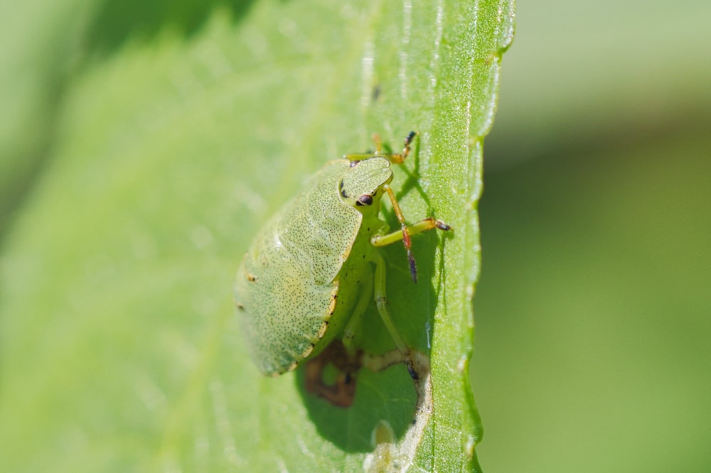 a close up of a bug on a leaf