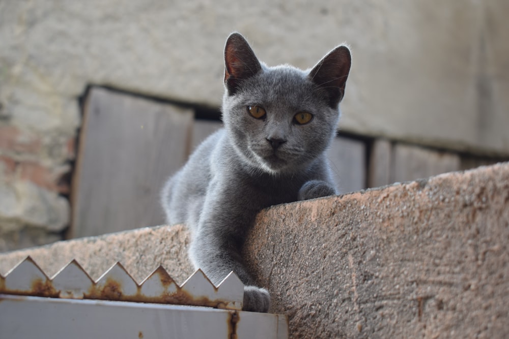 a gray cat sitting on top of a wooden fence