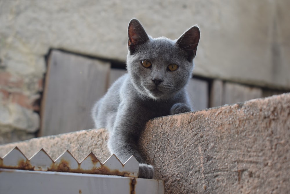 un chat gris assis au sommet d’une clôture en bois