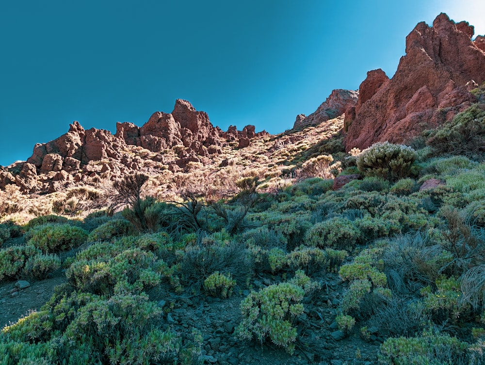 a rocky mountain with green plants growing on it