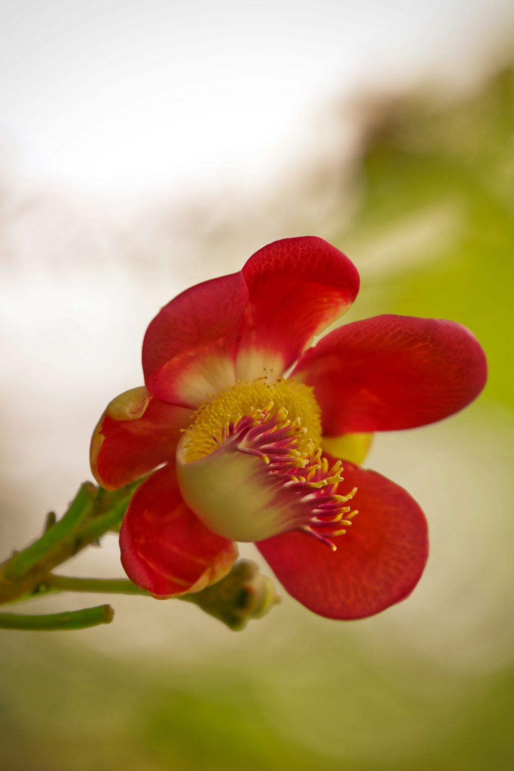a close up of a red flower on a stem