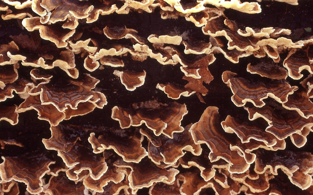 a close up of a tree trunk with brown and white colors