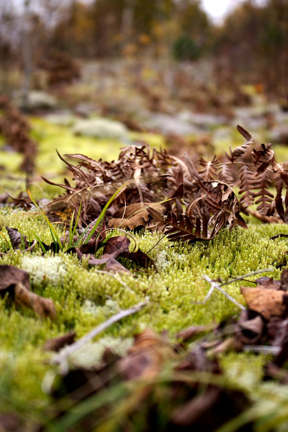 a bunch of plants that are in the grass