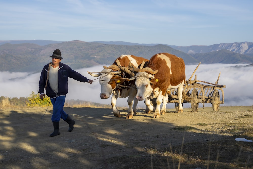 a man leading two cows on a dirt road