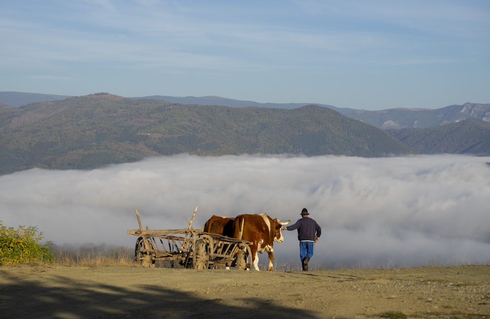 a man standing next to a cow on top of a hill
