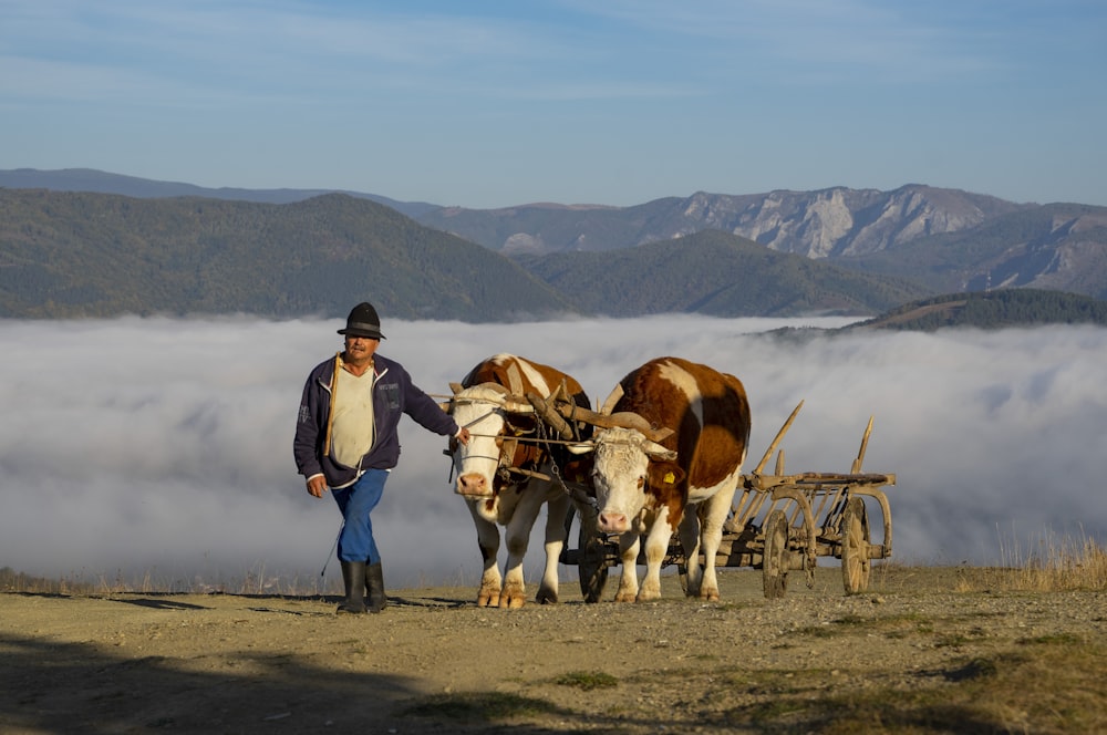 a man standing next to two brown and white cows