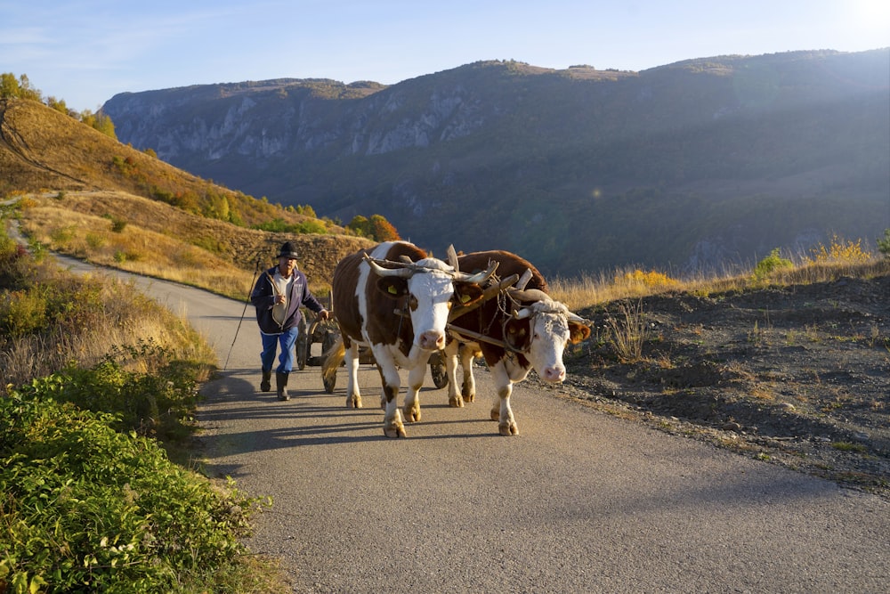 a couple of cows walking down a road