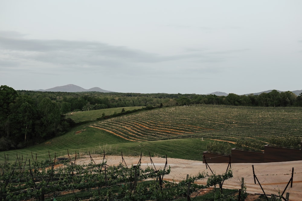 a large field with a lot of trees in it