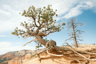A close-up of a weathered tree root gripping rocky soil, symbolizing mental resilience and grounding.