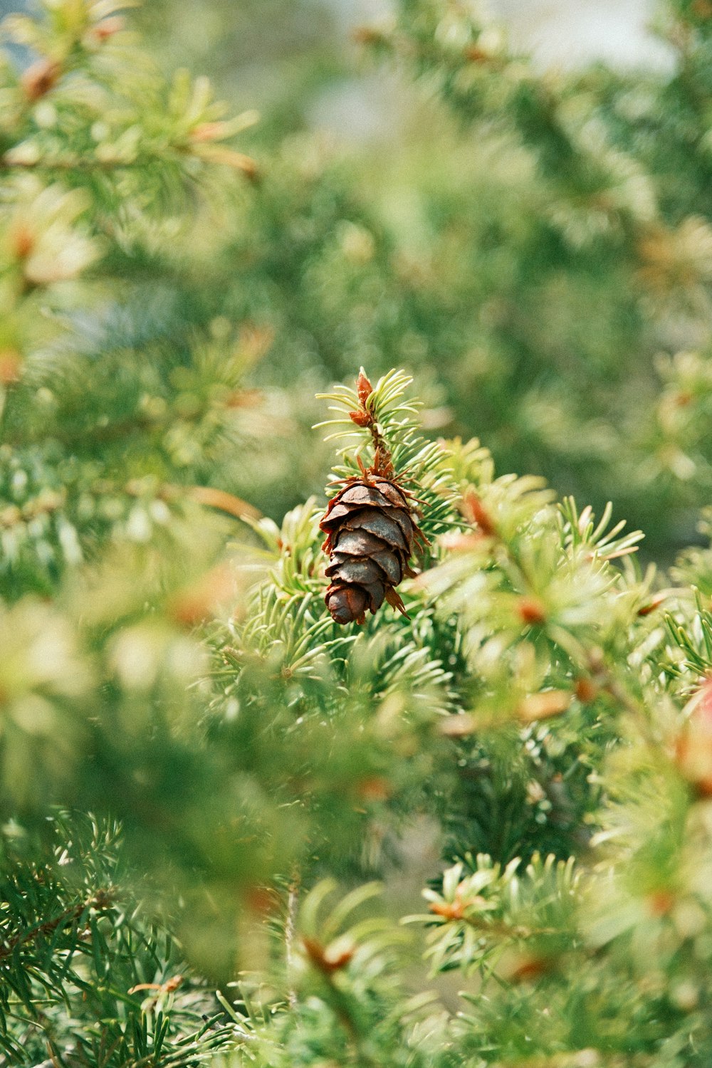 a pine cone sitting on top of a pine tree