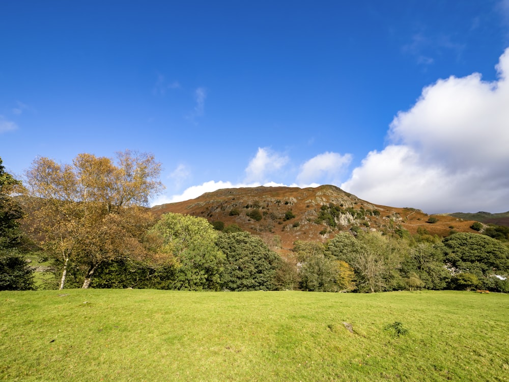 a grassy field with a mountain in the background