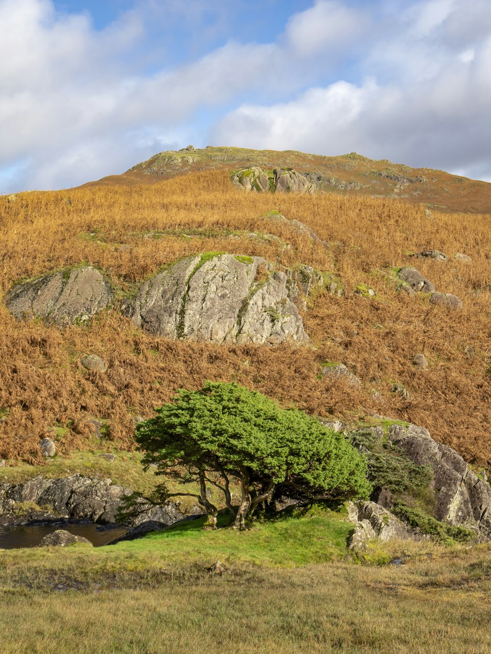 a lone tree on the side of a hill