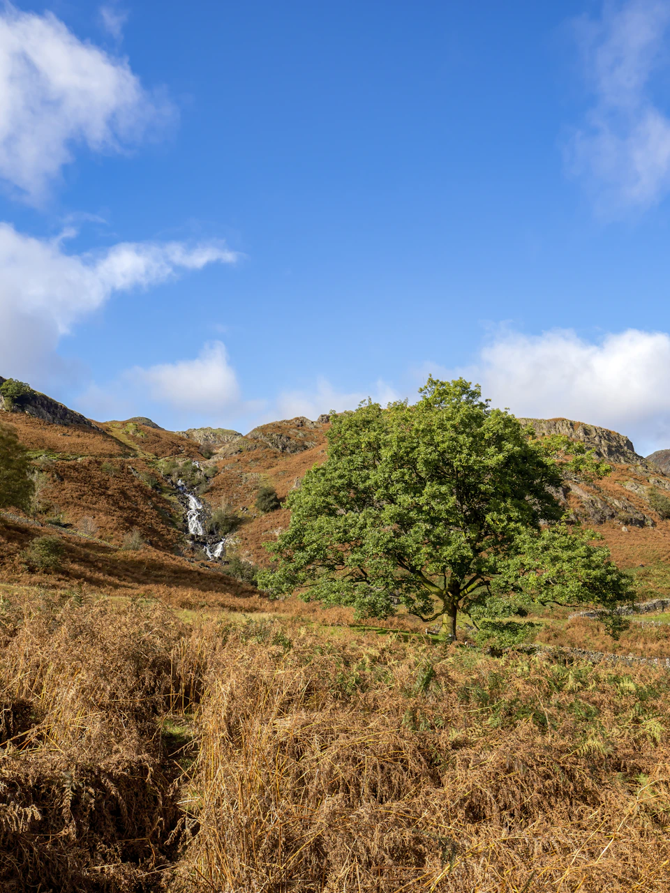 Large tree stands alone on right side surrounded by dry grass and shrubs
