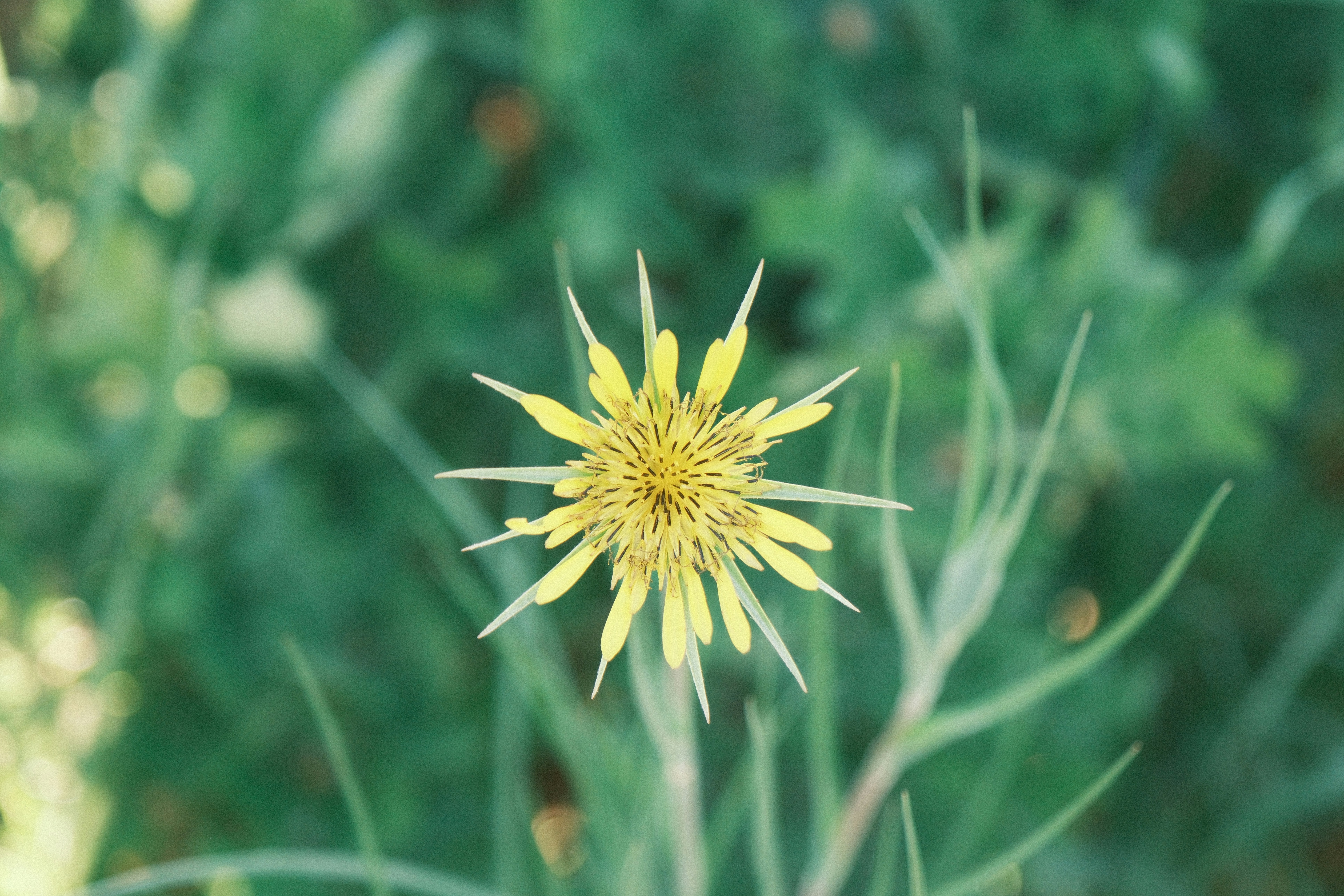 a close up of a yellow flower in a field
