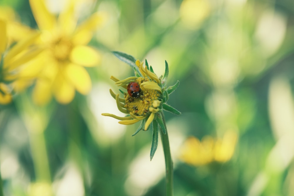 a lady bug sitting on a yellow flower