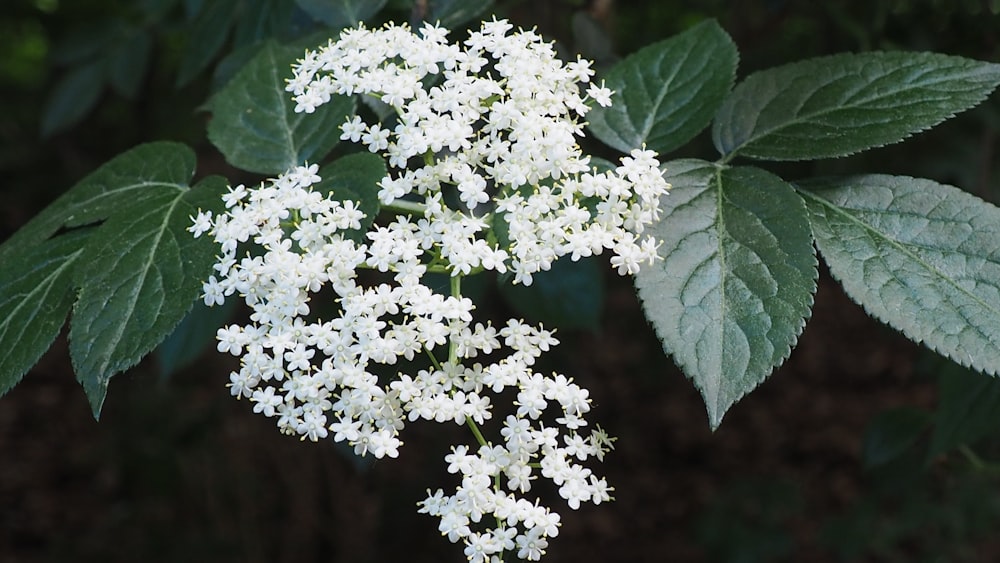 a close up of a white flower on a tree