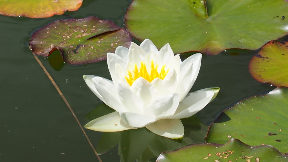 a white and yellow water lily in a pond