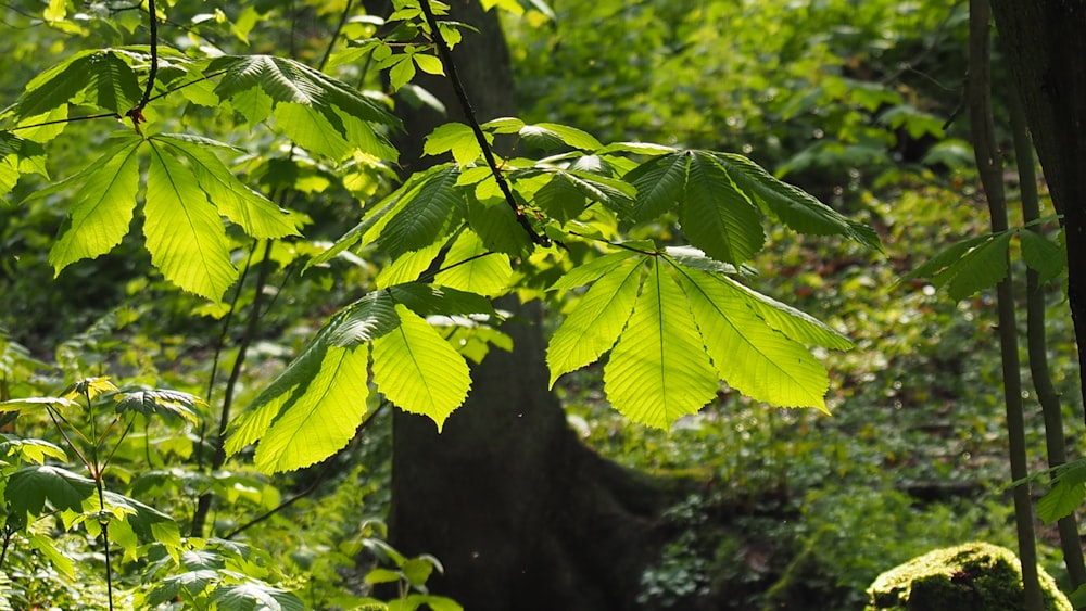 a leafy tree in the middle of a forest