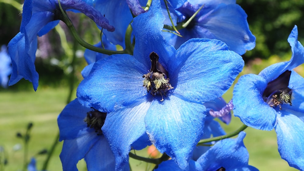 a close up of a blue flower with a bee on it