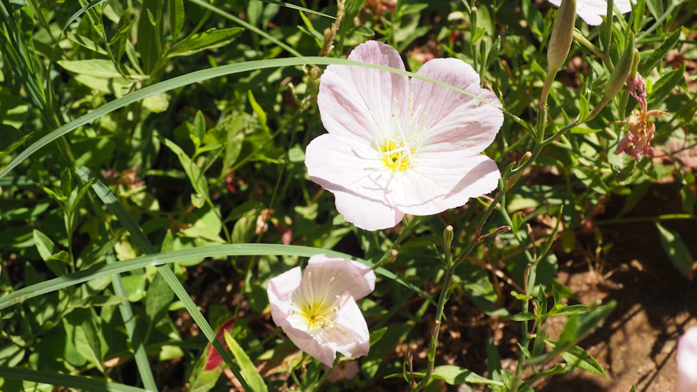 a couple of flowers that are in the grass