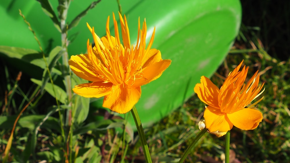 two yellow flowers in front of a green barrel