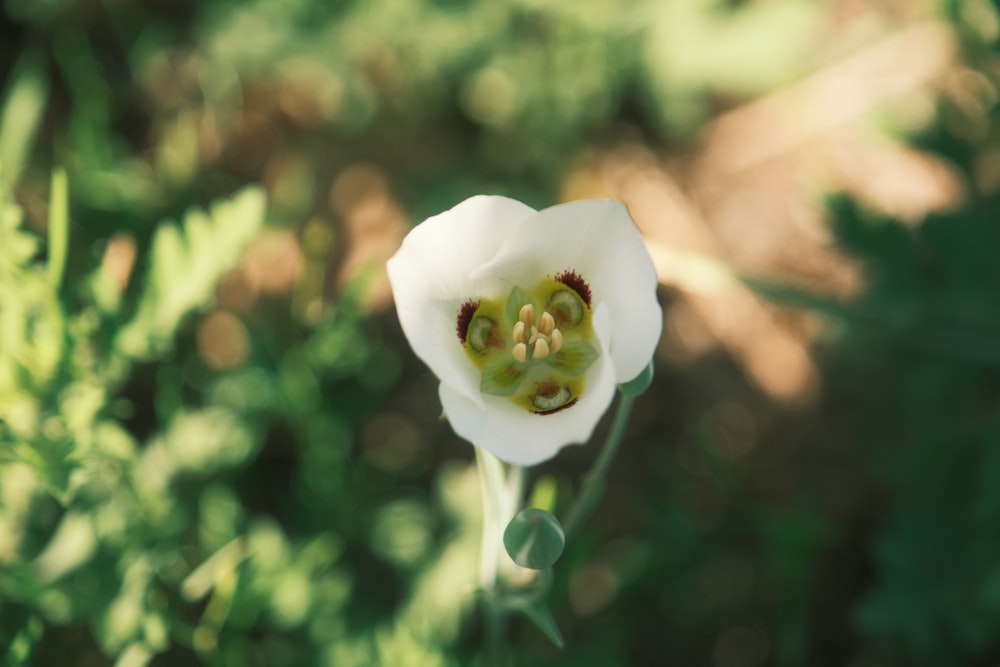 a close up of a white flower in a field