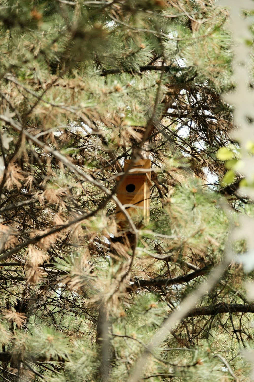 a birdhouse in a pine tree with no leaves
