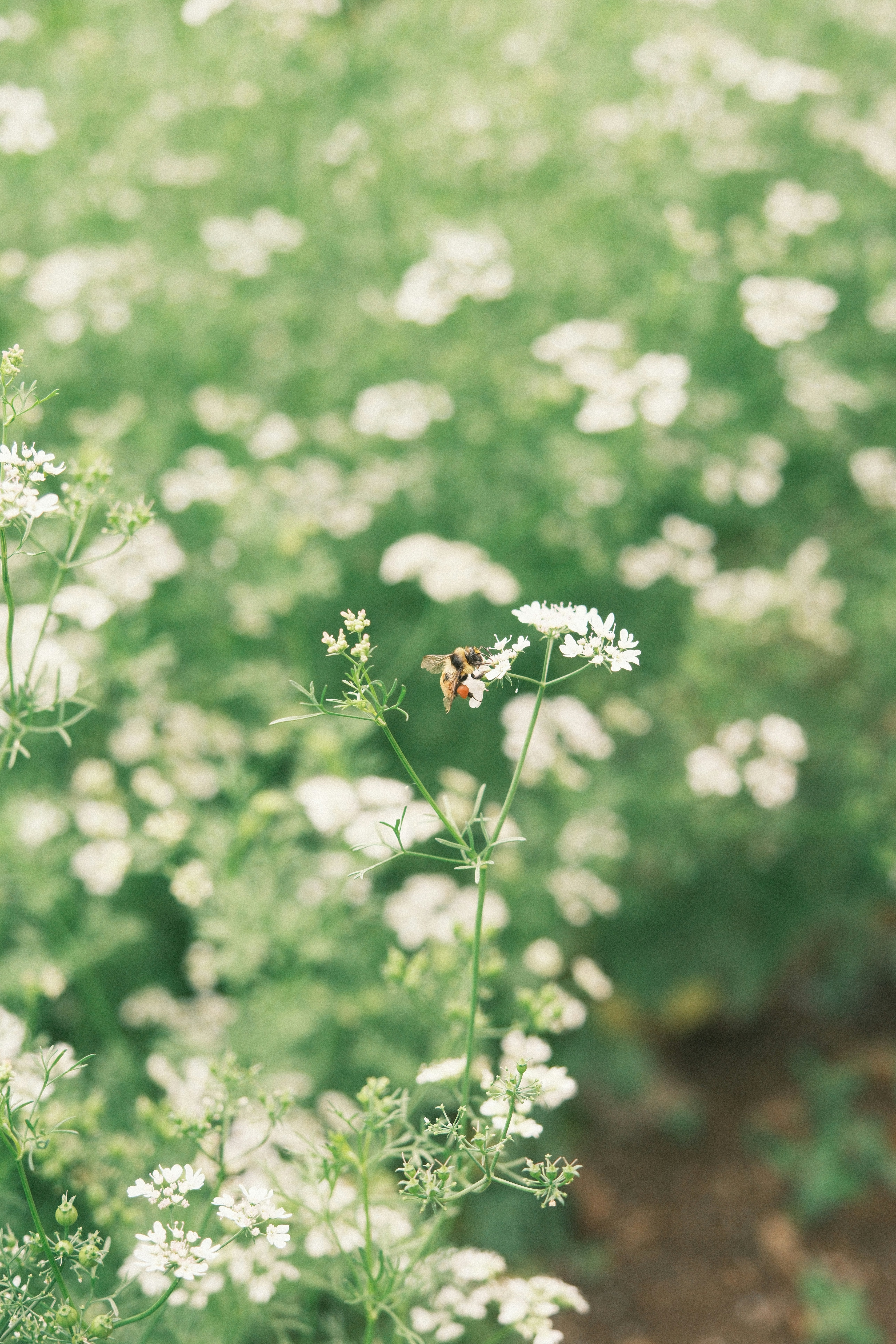 a field full of white flowers with a bee on it