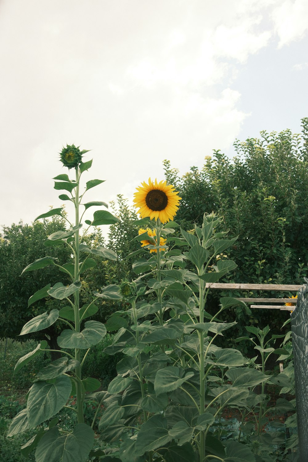 a sunflower in a field with a fence in the background