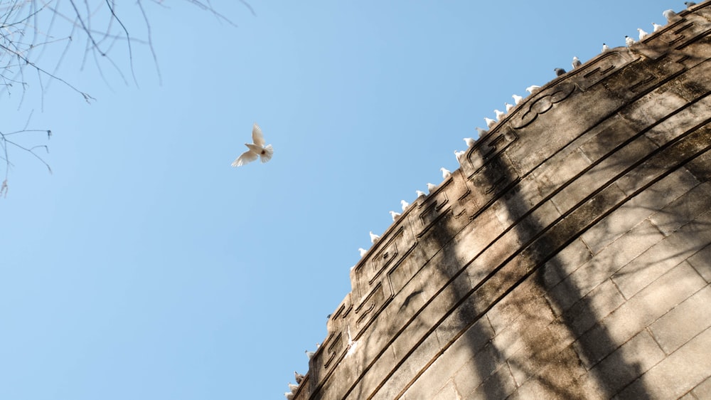 a white bird flying over a stone wall