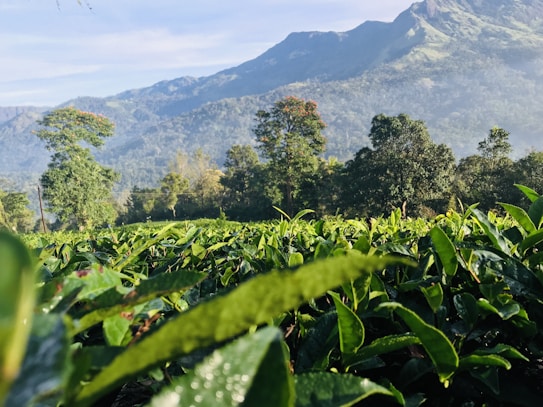 A lush green plantation field, possibly a tea plantation, spans across the foreground. The background features a range of mountains covered in dense forest and vegetation. Tall trees, some with reddish-orange flowers, rise from the plantation. The sky above is a clear blue with a few wisps of white clouds.