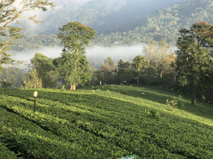 Lush green tea plantations in Kerala with mist rolling over the hills in the early morning.