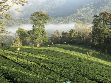 Lush green tea plantations in Kerala with mist rolling over the hills in the early morning.