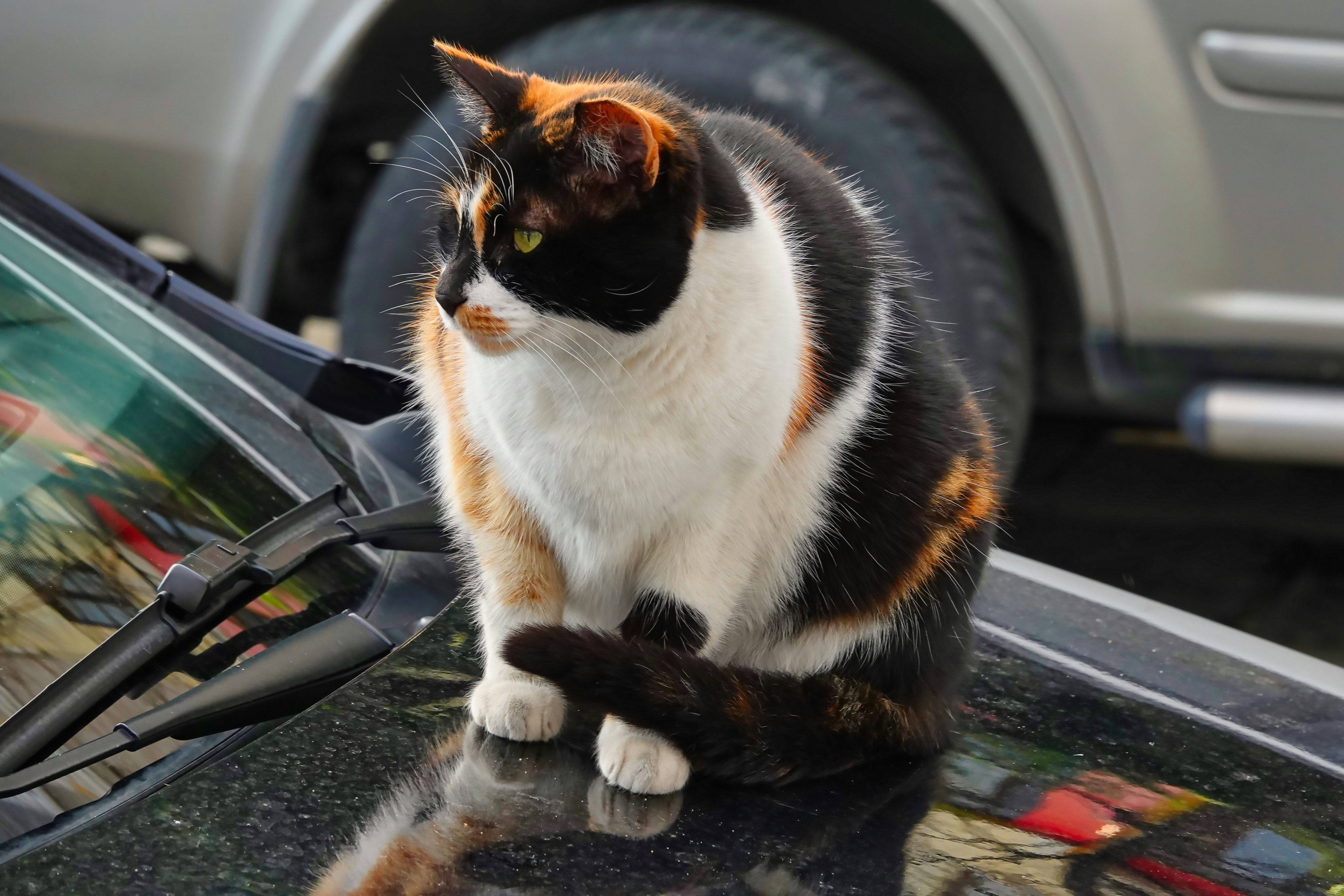 кошка, сидящая на капоте машины