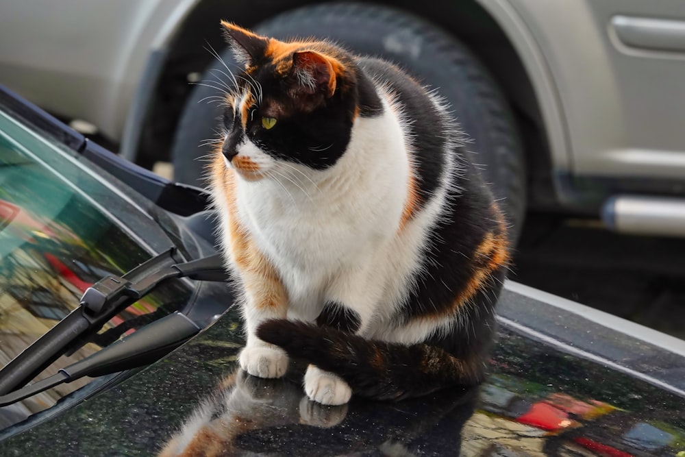 eine Katze, die auf der Motorhaube eines Autos sitzt