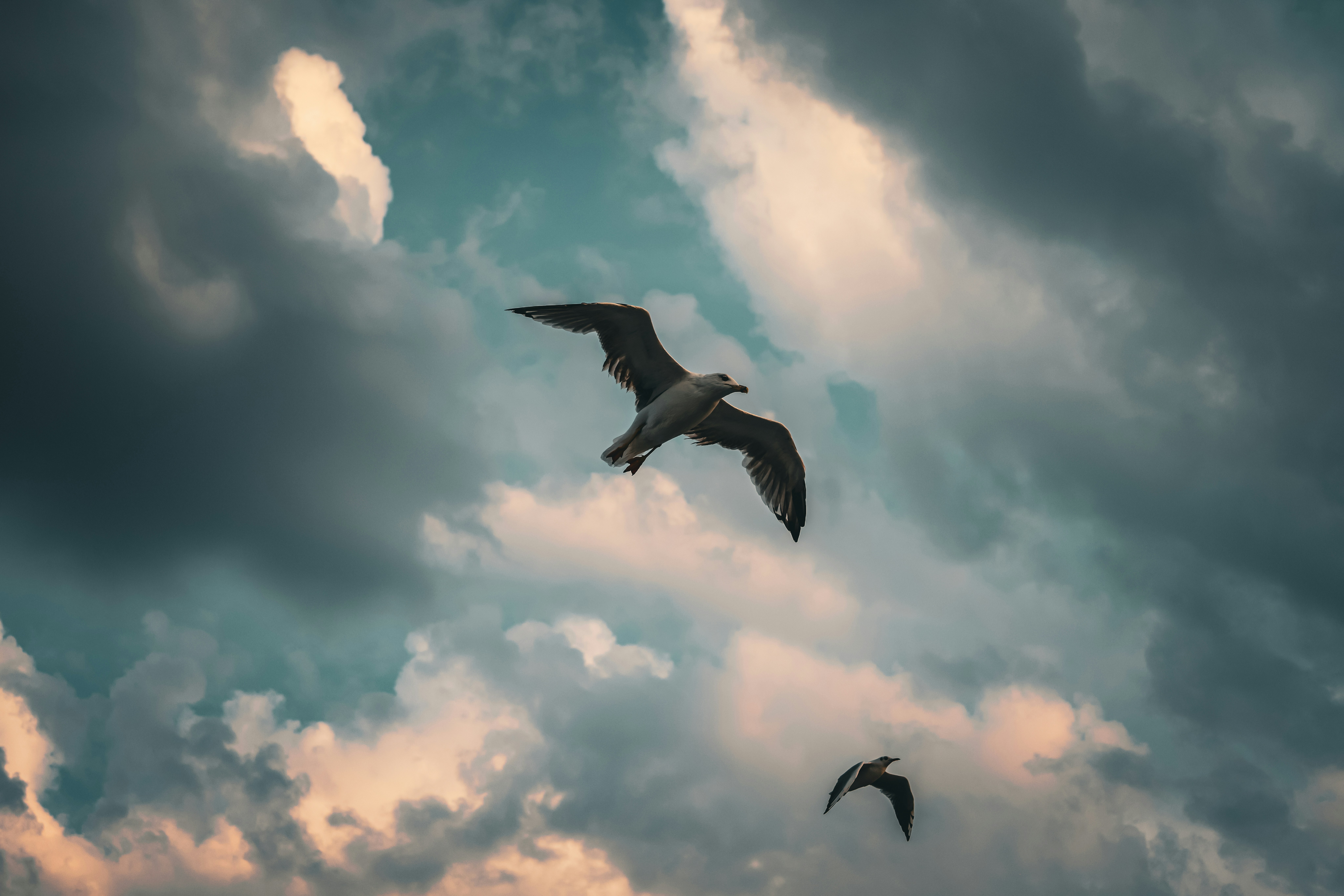 Un par de pájaros volando a través de un cielo nublado foto – Imagen de  Nubes gratuita en Unsplash, image size:3000x2001
