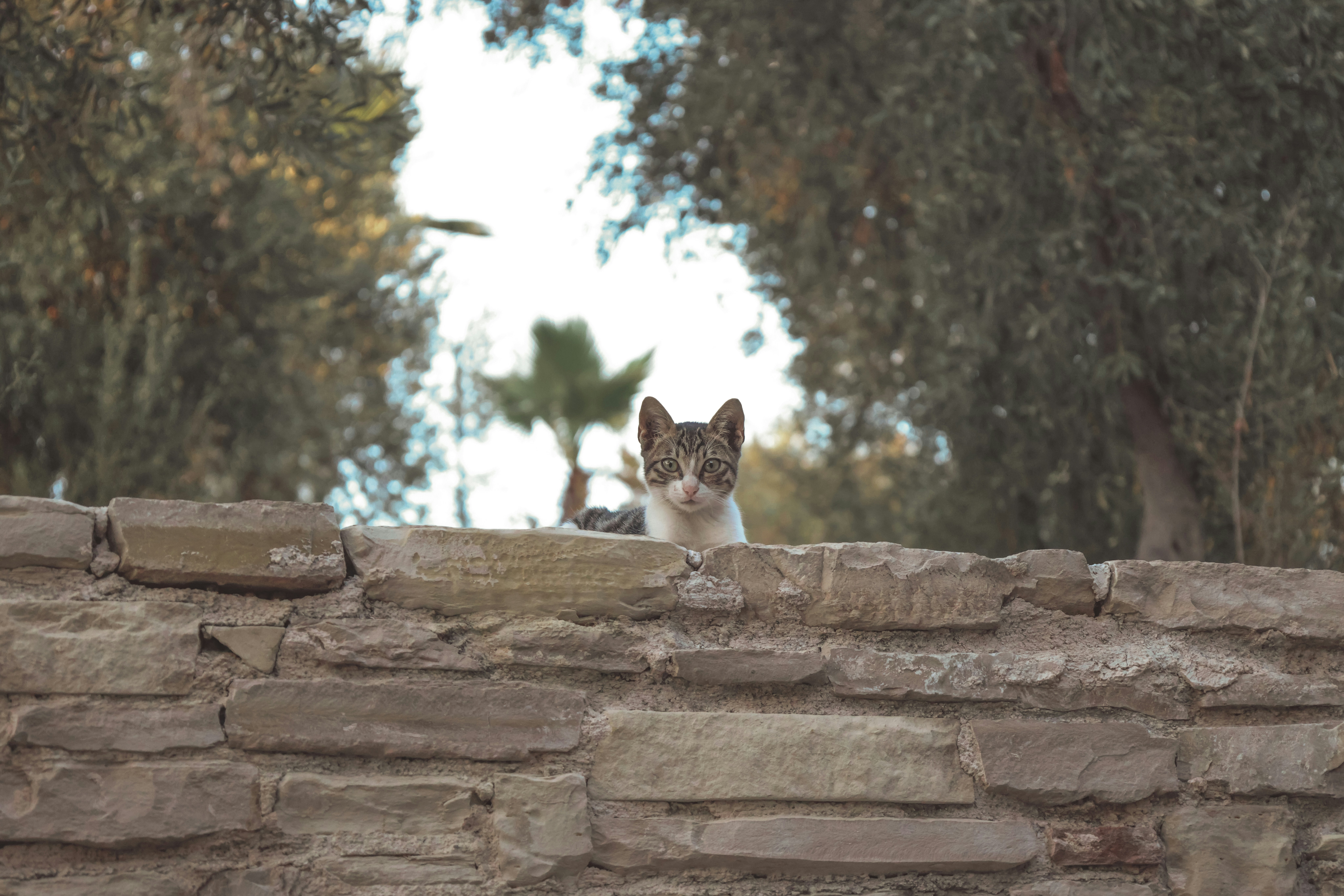 A cat sitting on top of a stone wall photo – Free Cat Image on Unsplash